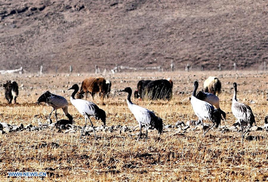 CHINA-TIBET-BLACK-NECKED CRANE-WINTER HABITAT (CN)