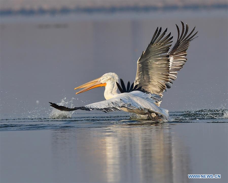 CHINA-FUJIAN-PELICANS-WINTER (CN)