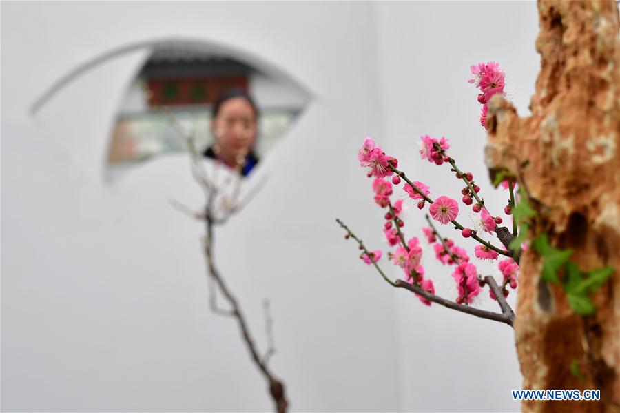 CHINA-ZHENGZHOU-WINTERSWEET-SHOW (CN)