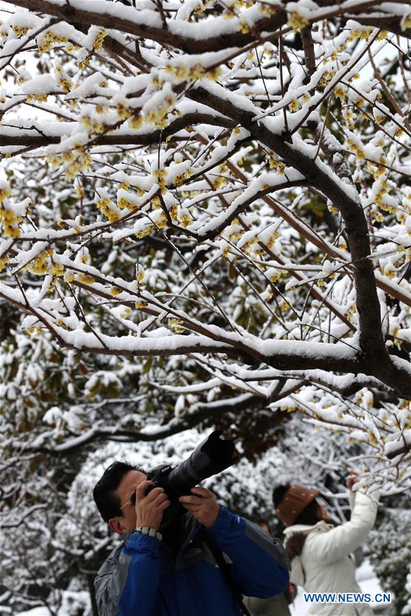 CHINA-SHANGHAI-SNOW-PLUM BLOSSOM(CN)