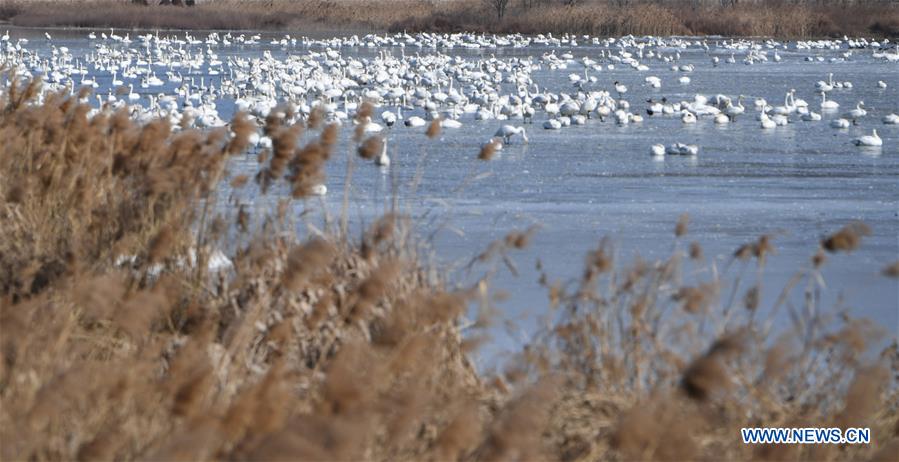 CHINA-HENAN-SANMENXIA-SWAN (CN)