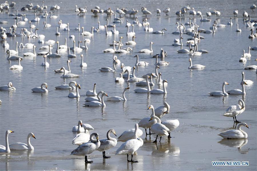 CHINA-HENAN-SANMENXIA-SWAN (CN)