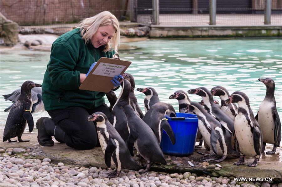 BRITAIN-LONDON-ZOO-ANNUAL STOCKTAKE