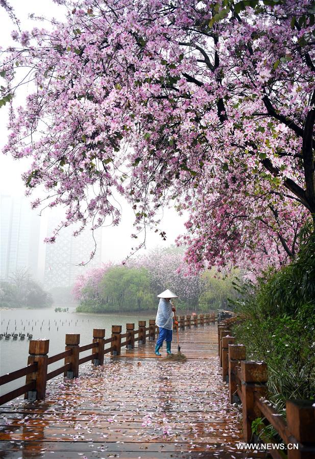 #CHINA-GUANGXI-LIUZHOU-BAUHINIA BLOSSOMS (CN)