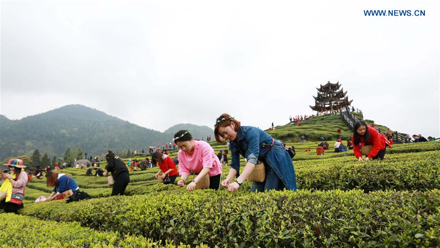 #CHINA-SPRING-TEA PICKING (CN)