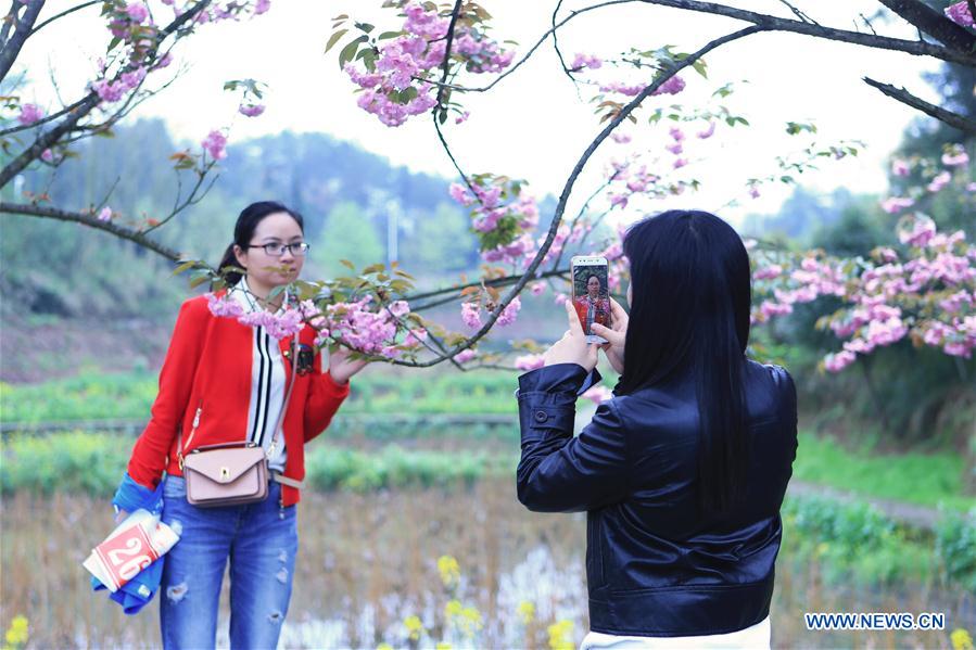 CHINA-CHONGQING-CHERRY BLOSSOMS (CN)