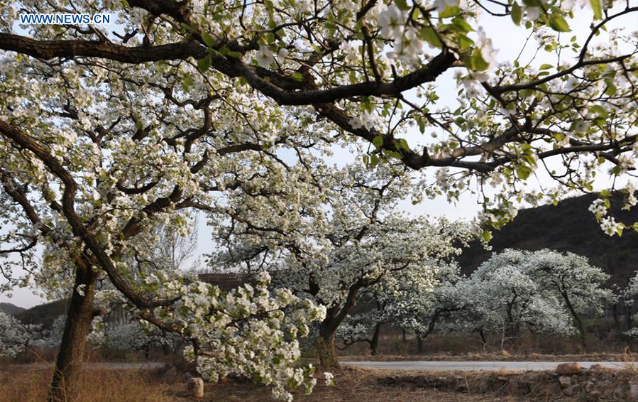 #CHINA-TIANJIN-PEAR BLOSSOM (CN)