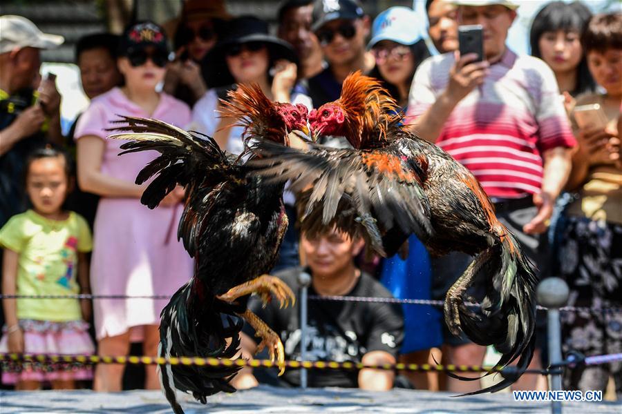 CHINA-YUNNAN-COCKFIGHT (CN)