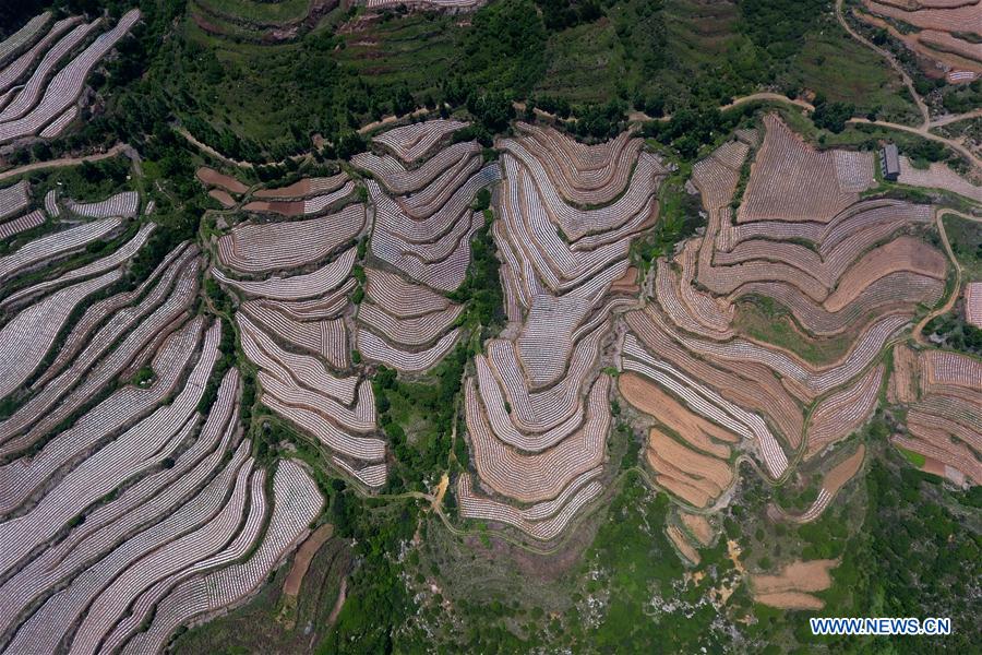 CHINA-SHANXI-HUGUAN-TERRACE FIELDS (CN)