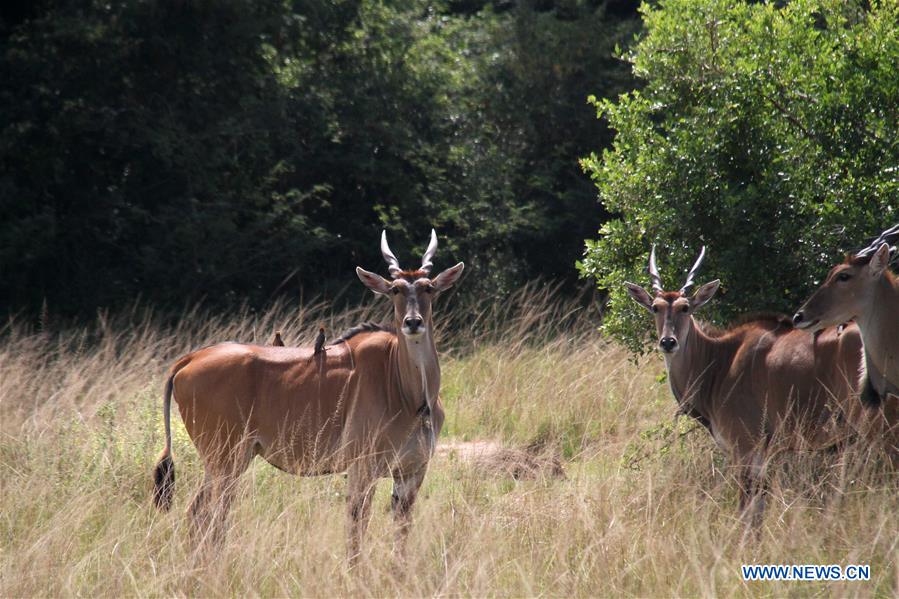 RWANDA-AKAGERA NATIONAL PARK-WILDLIFE