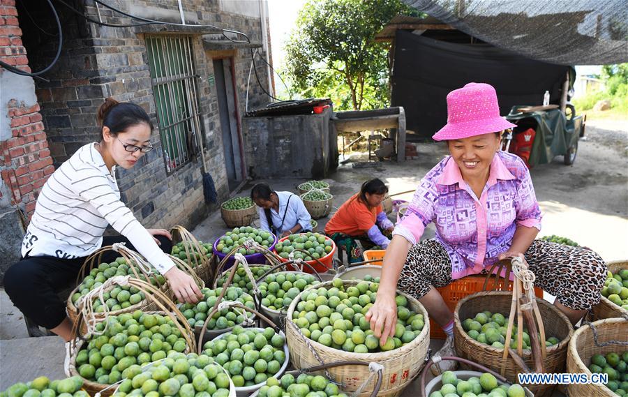 CHINA-CHONGQING-PLUM HARVEST (CN)