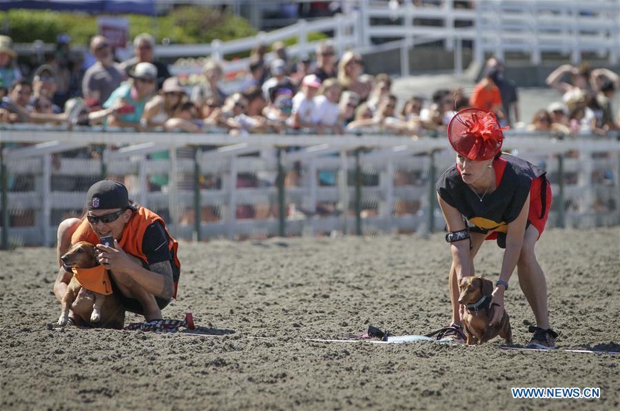 CANADA-VANCOUVER-WIENER DOG RACE