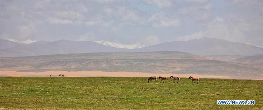 CHINA-HOH XIL-WILD ANIMALS (CN)