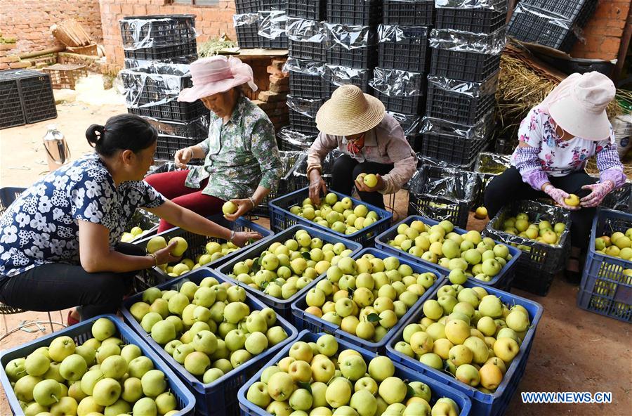 CHINA-YUNNAN-XUNDIAN-PEAR-HARVEST (CN)