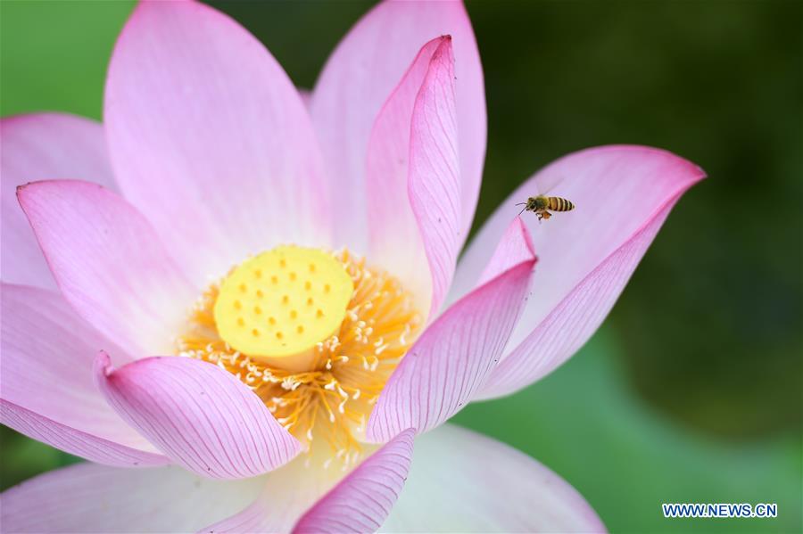 #CHINA-SUMMER-LOTUS(CN)