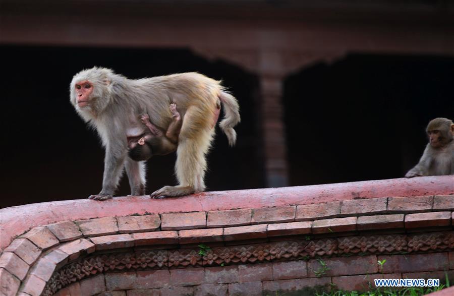 NEPAL-KATHMANDU-ANIMALS