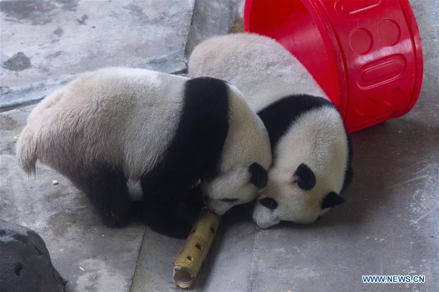 #CHINA-NANJING-GIANT PANDA TWINS-BIRTHDAY (CN)