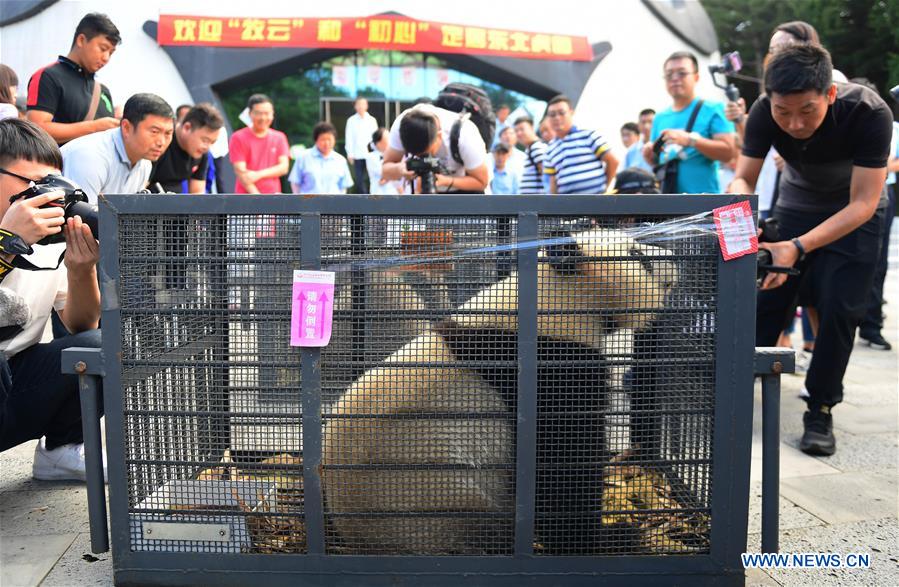 CHINA-CHANGCHUN-GIANT PANDAS-TRANSPORT (CN)