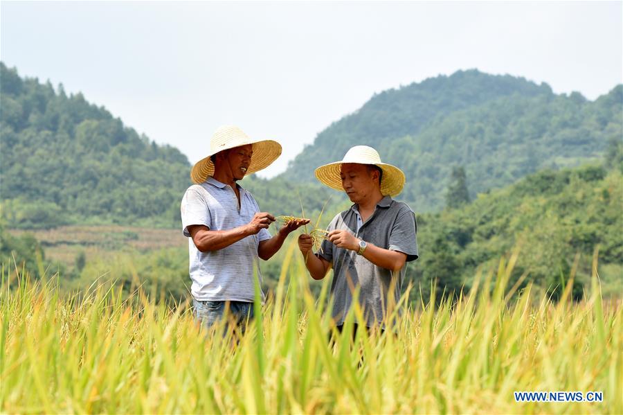 #CHINA-GUIZHOU-YUQING-FARMER-CHEN GANG (CN)