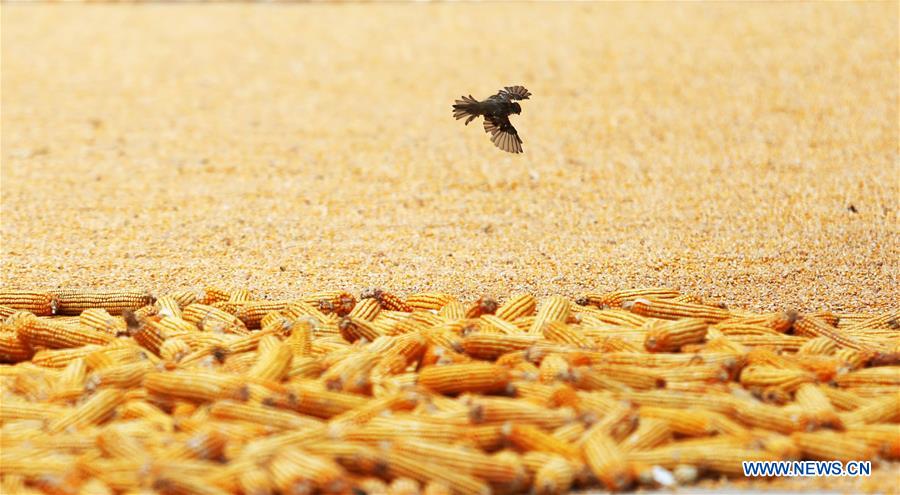 #CHINA-SHANDONG-HARVEST (CN)