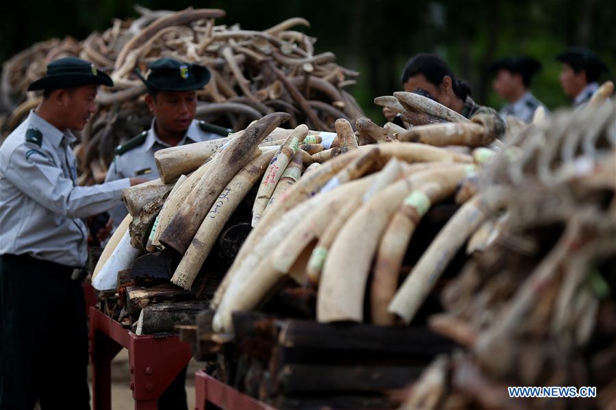 MYANMAR-NAY PYI TAW-ELEPHANT IVORY AND WILDLIFE PARTS-DESTURCTION CEREMONY