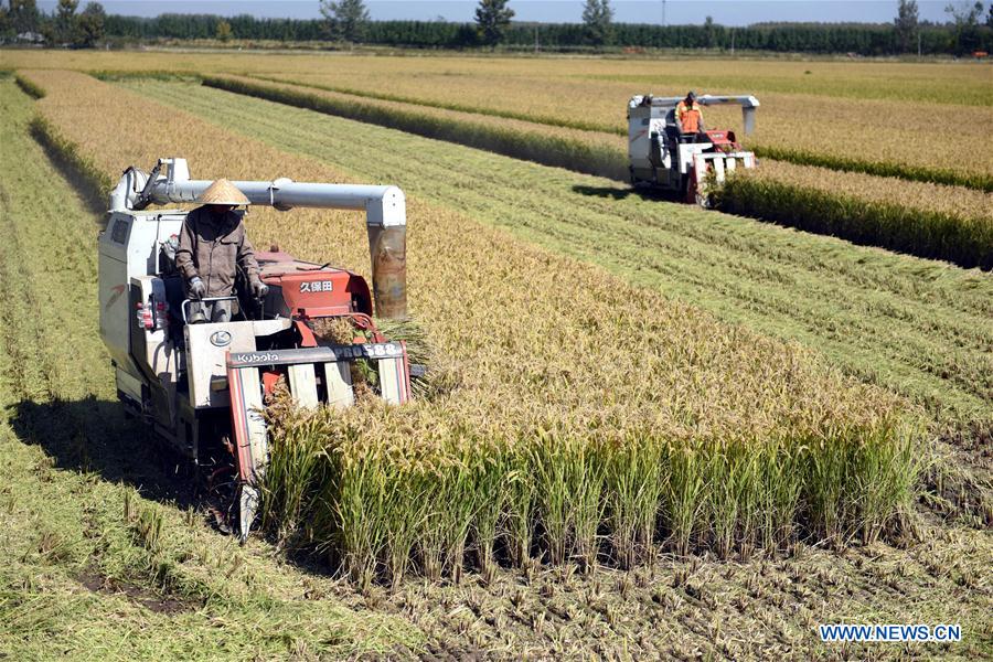 #CHINA-SHANDONG-LINYI-RICE HARVEST (CN)