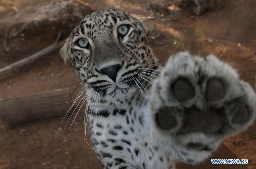 ISRAEL-RAMAT GAN-SAFARI PARK-PERSIAN LEOPARD-NAMING