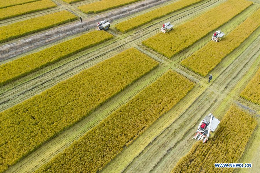 #CHINA-AGRICULTURE-HARVEST (CN)