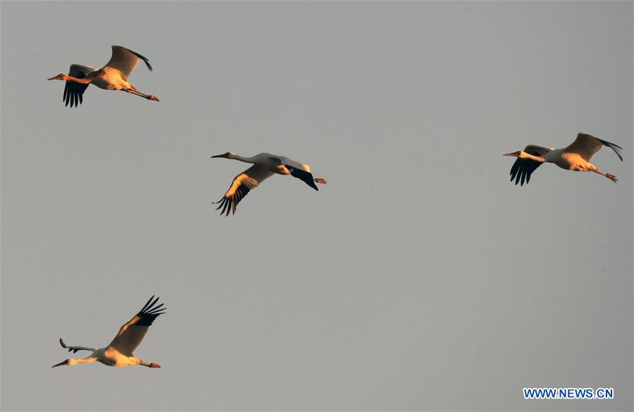 CHINA-JILIN-ZHENLAI-WILD BIRD (CN)