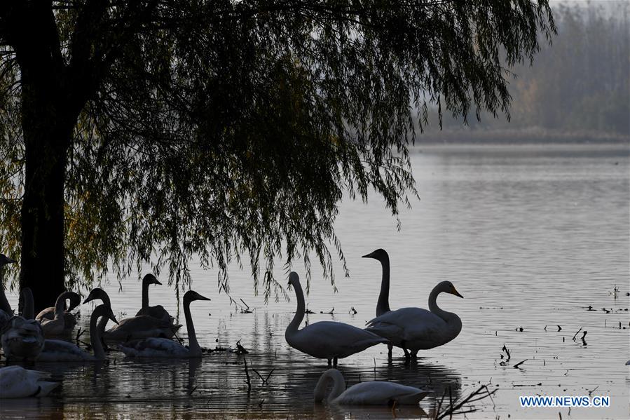 CHINA-SHANXI-WILD SWAN-WINTER HABITAT (CN)