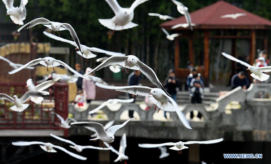 CHINA-YUNNAN-KUNMING-BLACK-HEADED GULL-MIGRATION (CN)