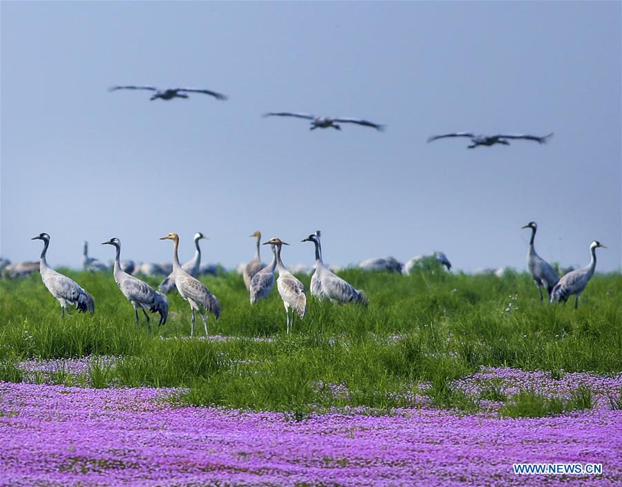 #CHINA-JIANGXI-POYANG LAKE-MIGRATORY BIRDS (CN)