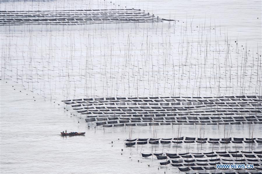 CHINA-FUJIAN-XIAPU-SEAWEED-HARVEST(CN)