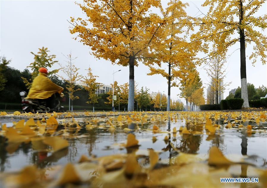 #CHINA-SHANDONG-GINKGO TREES (CN)