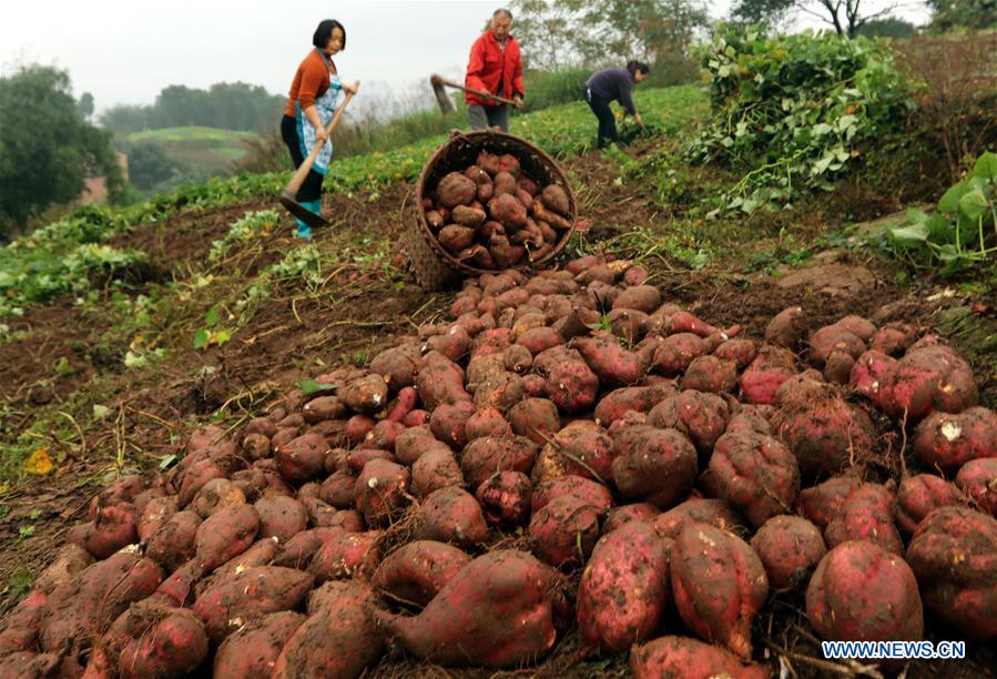 #CHINA-WINTER-FARM WORK (CN)