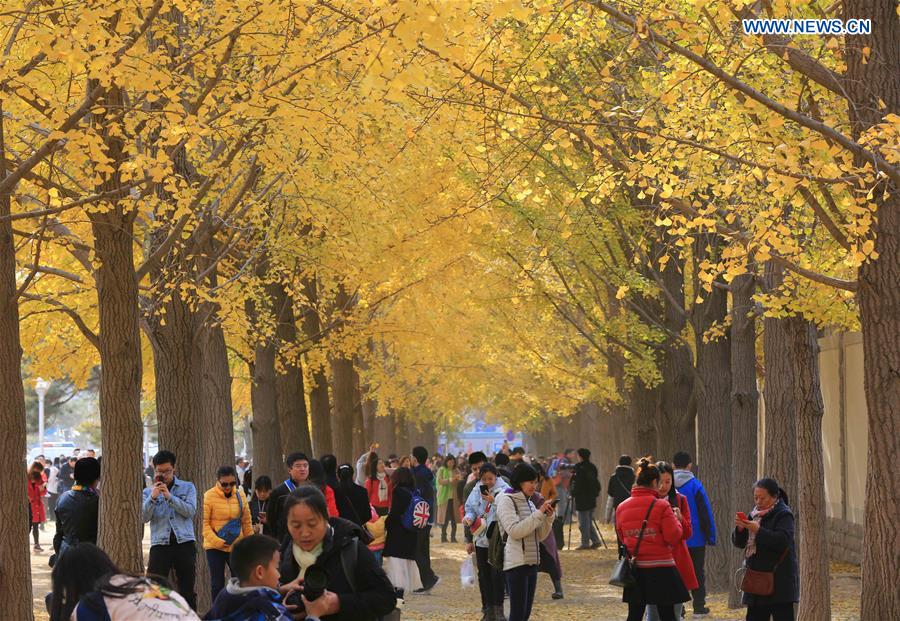 #CHINA-AUTUMN-LEISURE-GINKGO (CN)