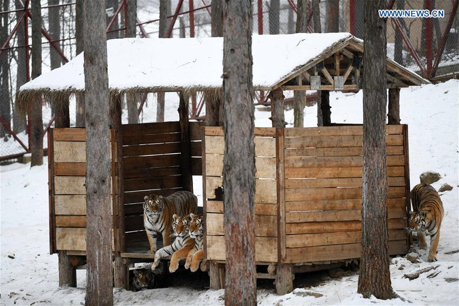 CHINA-HEILONGJIANG-SIBERIAN TIGER (CN)