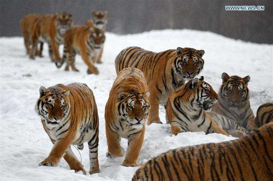 CHINA-HEILONGJIANG-SIBERIAN TIGER (CN)