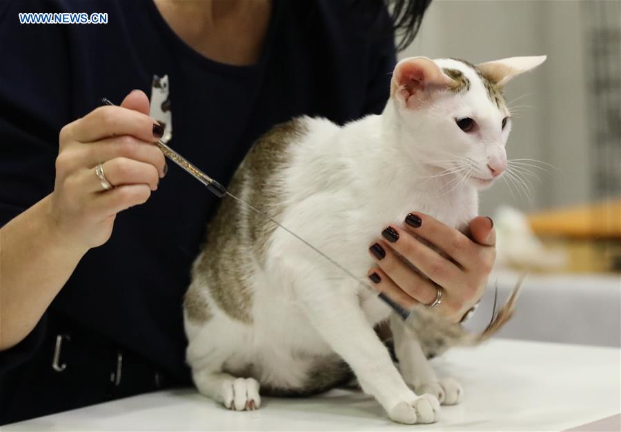 ITALY-BOLOGNA-AMERICAN CAT SHOW