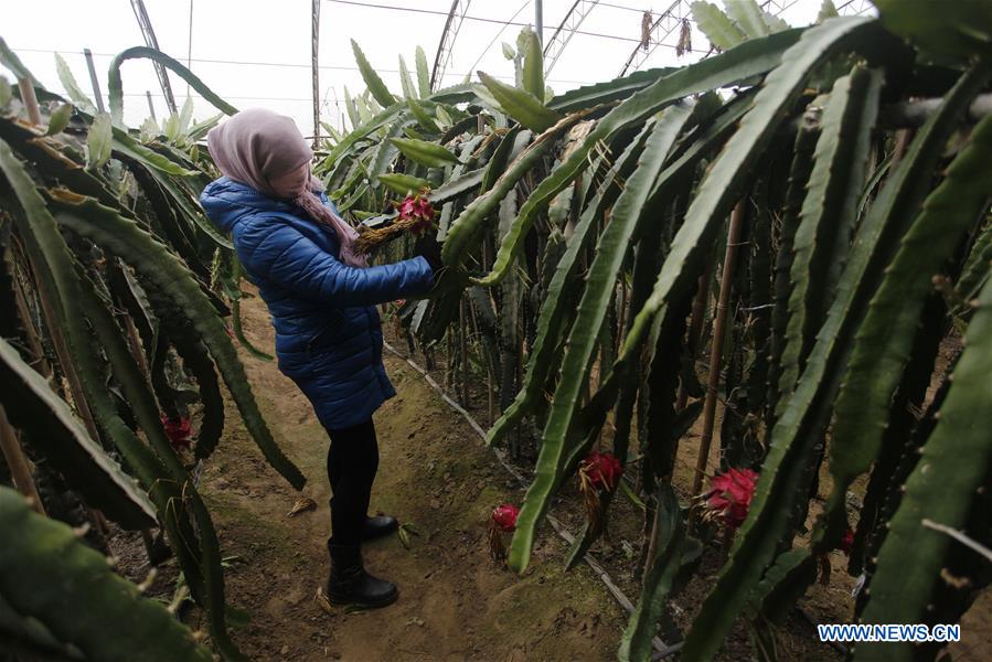 #CHINA-WINTER-ARGRICULTURE-GREENHOUSE (CN)