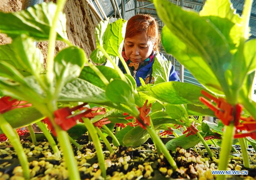 CHINA-HEBEI-VEGETABLES (CN)