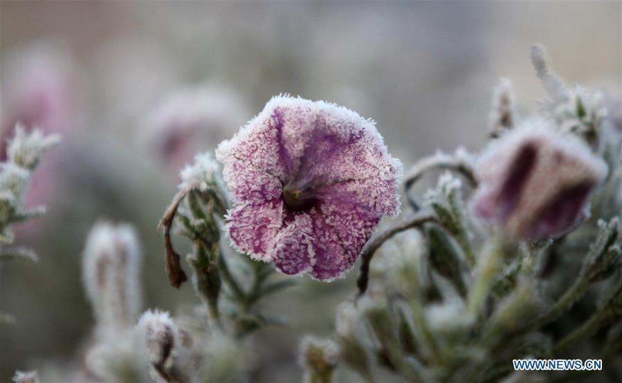 #CHINA-JIANGSU-FROSTED PLANTS(CN)