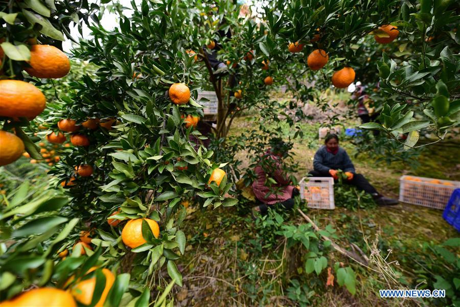 #CHINA-GUIZHOU-PONKAN PLANTING (CN)