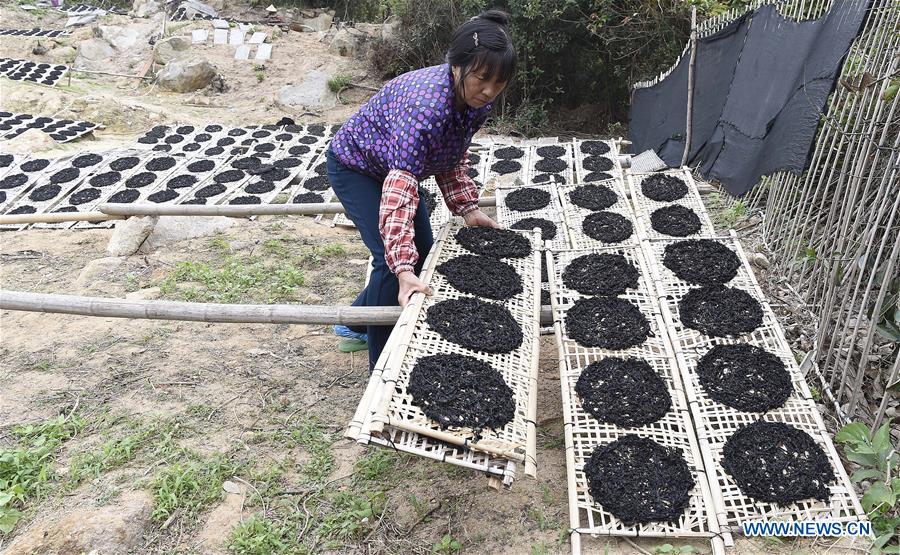 #CHINA-GUANGDONG-NAN'AO-DRIED LAVER (CN) 