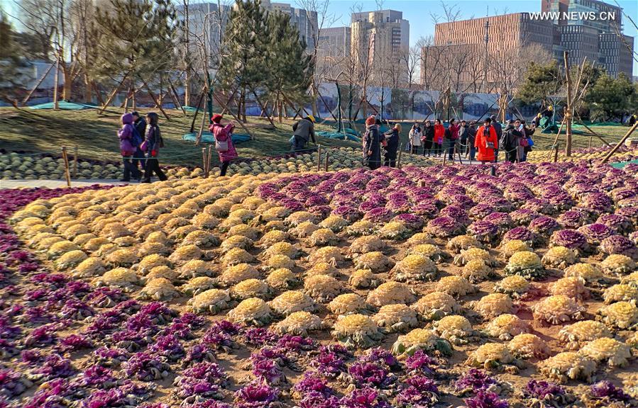 CHINA-BEIJING-WINTER-PARK-ORNAMENTAL KALE (CN)