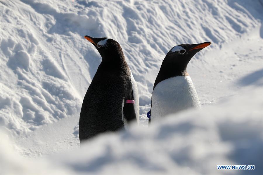 CHINA-HEILONGJIANG-HARBIN-PENGUIN (CN)