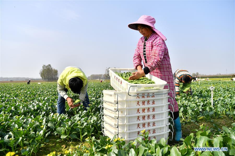 CHINA-BALANCE-ENVIRONMENT PROTECTION-ECONOMIC DEVELOPMENT (CN)