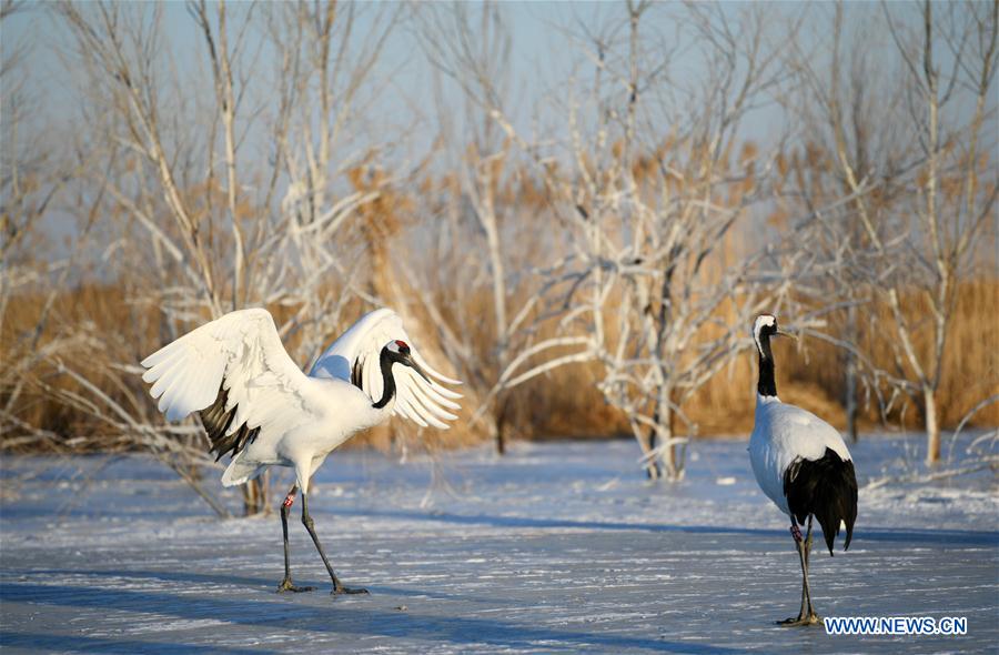 CHINA-HEILONGJIANG-RED-CROWNED CRANES (CN)