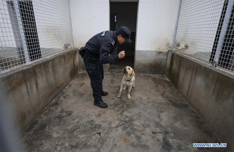 CHINA-HUBEI-WUHAN-POLICE DOG-TRAINING (CN) 