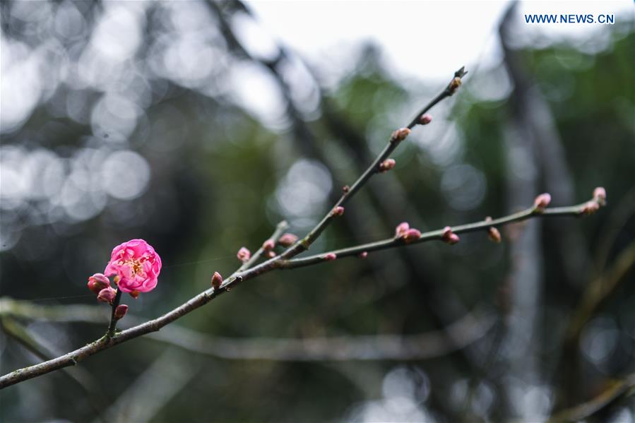 CHINA-HANGZHOU-WINTER BLOSSOMS (CN)